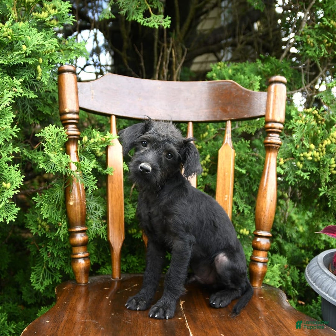Toy Poodle dogs for sale: Licorice - Image 4