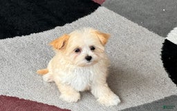 Maltipoo dogs for sale: Susie - Image 4