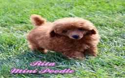 Miniature Poodle dogs for sale: Rita - Image 1