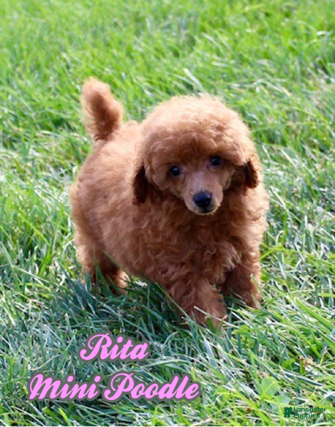 Miniature Poodle dogs for sale: Rita - Image 1