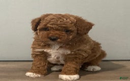 Toy Poodle dogs for sale: Cookie - Image 2