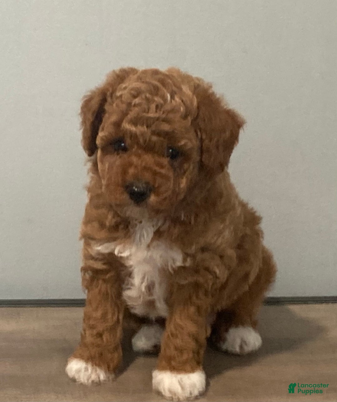 Toy Poodle dogs for sale: Cookie - Image 2