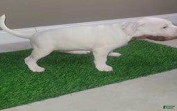 American Bully dogs for sale: Pearl - Image 12