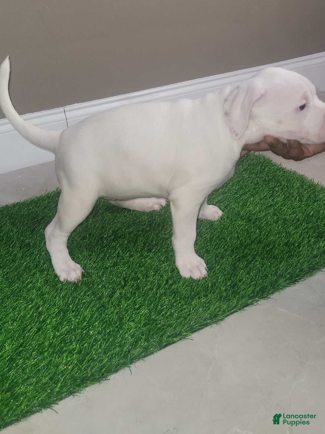 American Bully dogs for sale: Pearl - Image 12