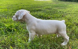 Boxer dogs for sale: Spencer - Image 7