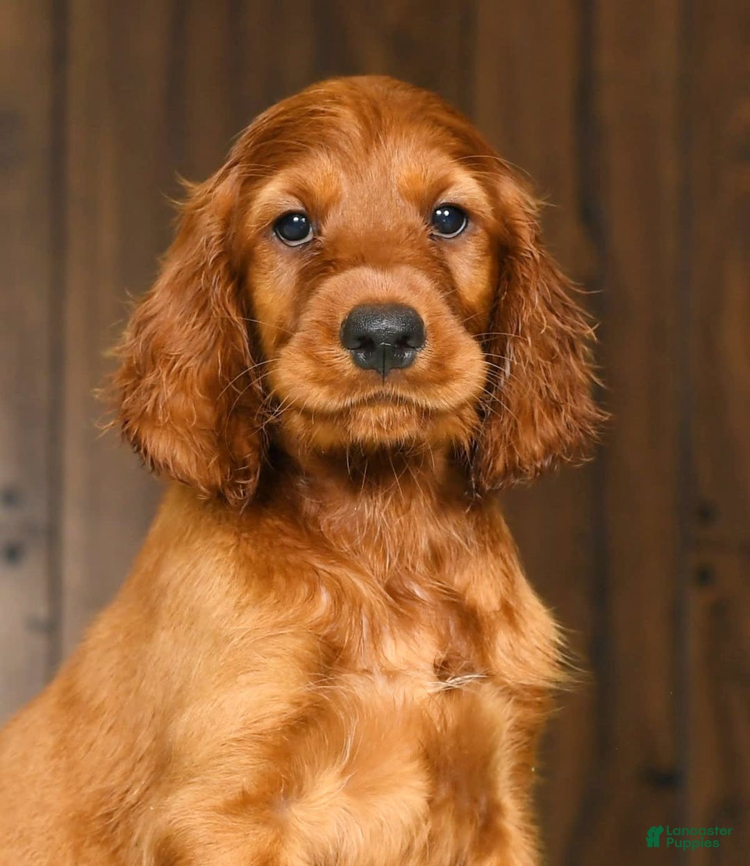 Irish Setter dogs for sale: Milo - Image 2