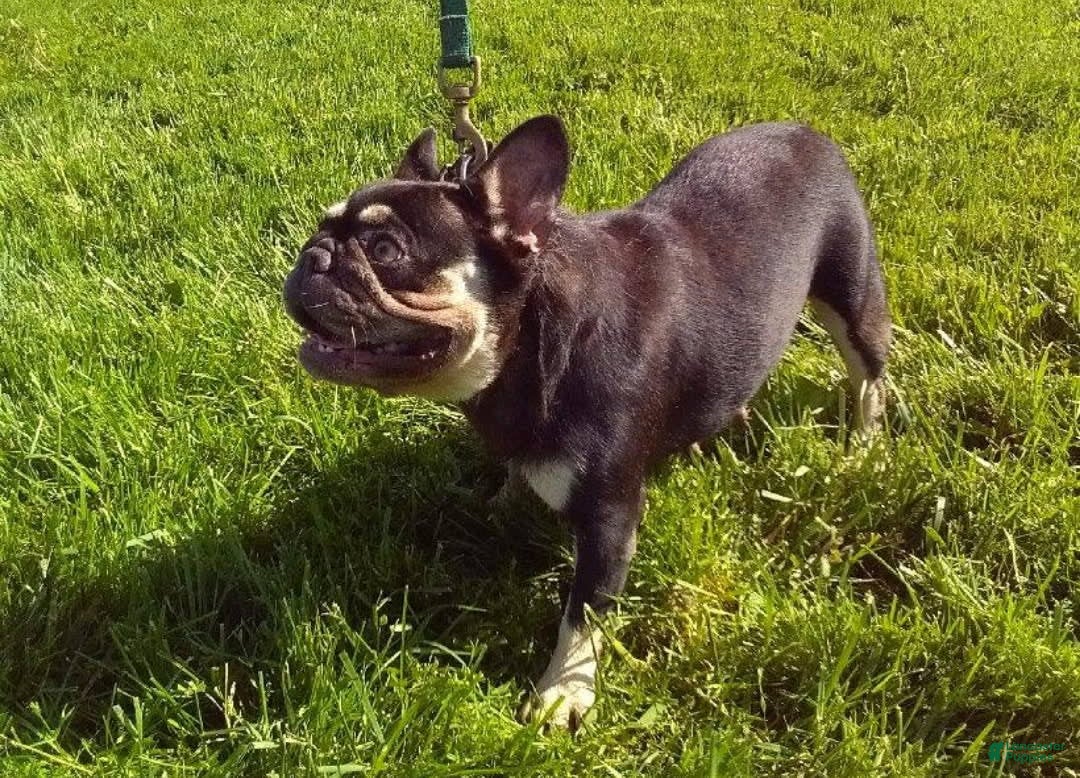 French Bulldog dogs for sale: Akc Flora - Image 6
