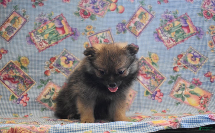Pomeranian dogs - Advert 35