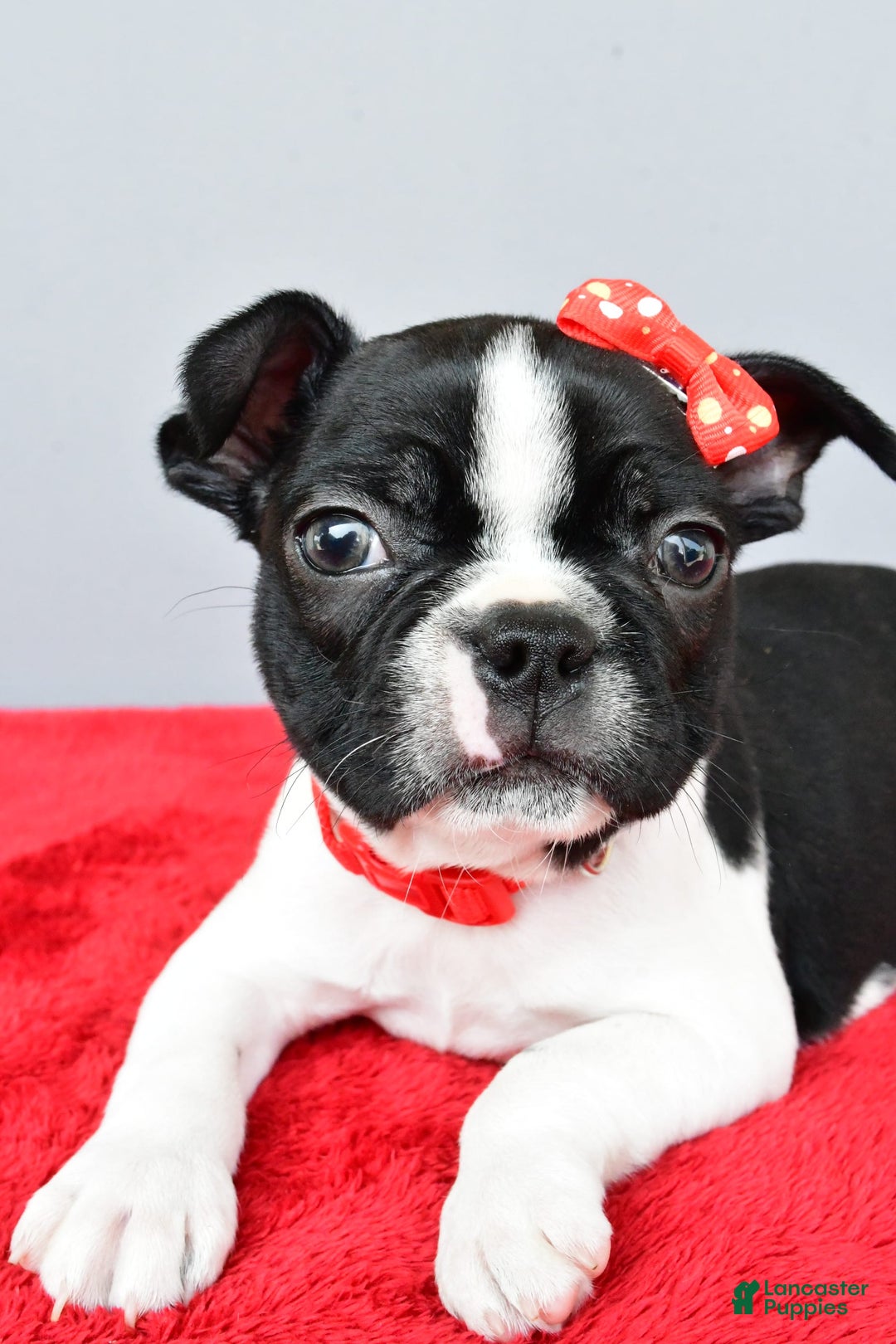 Boston Terrier dogs for sale: Mason - Image 5