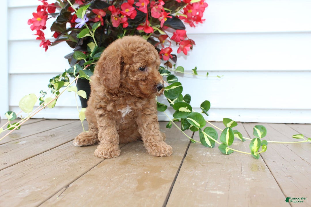 Mini Goldendoodle dogs for sale: Karly - Image 6
