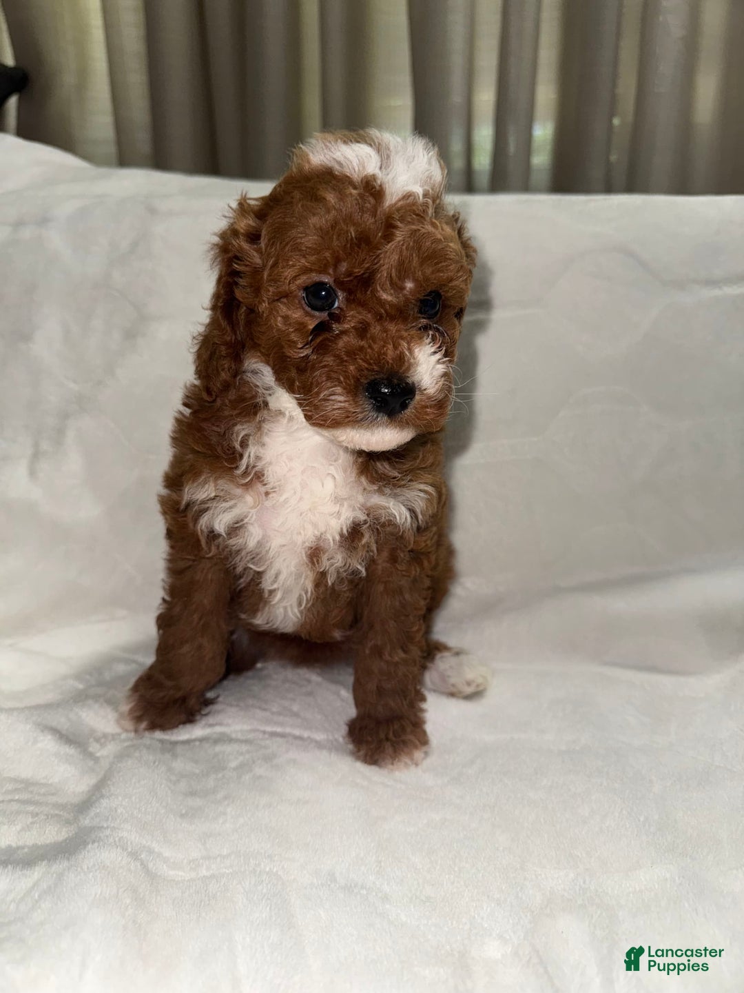 Toy Poodle dogs for sale: Dream - Image 12