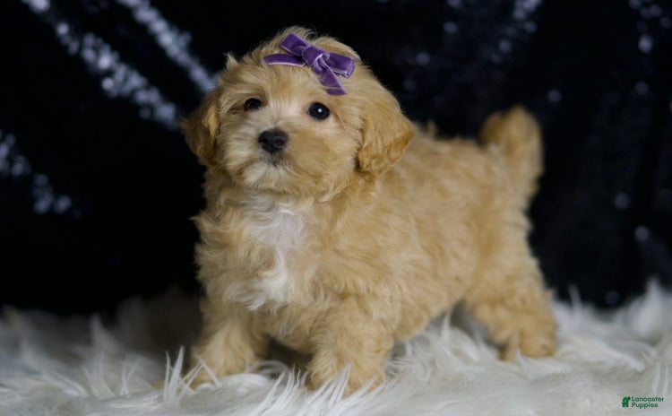 Maltipoo dogs - Advert 29