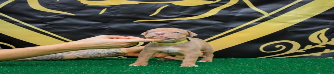 Yellow Collar