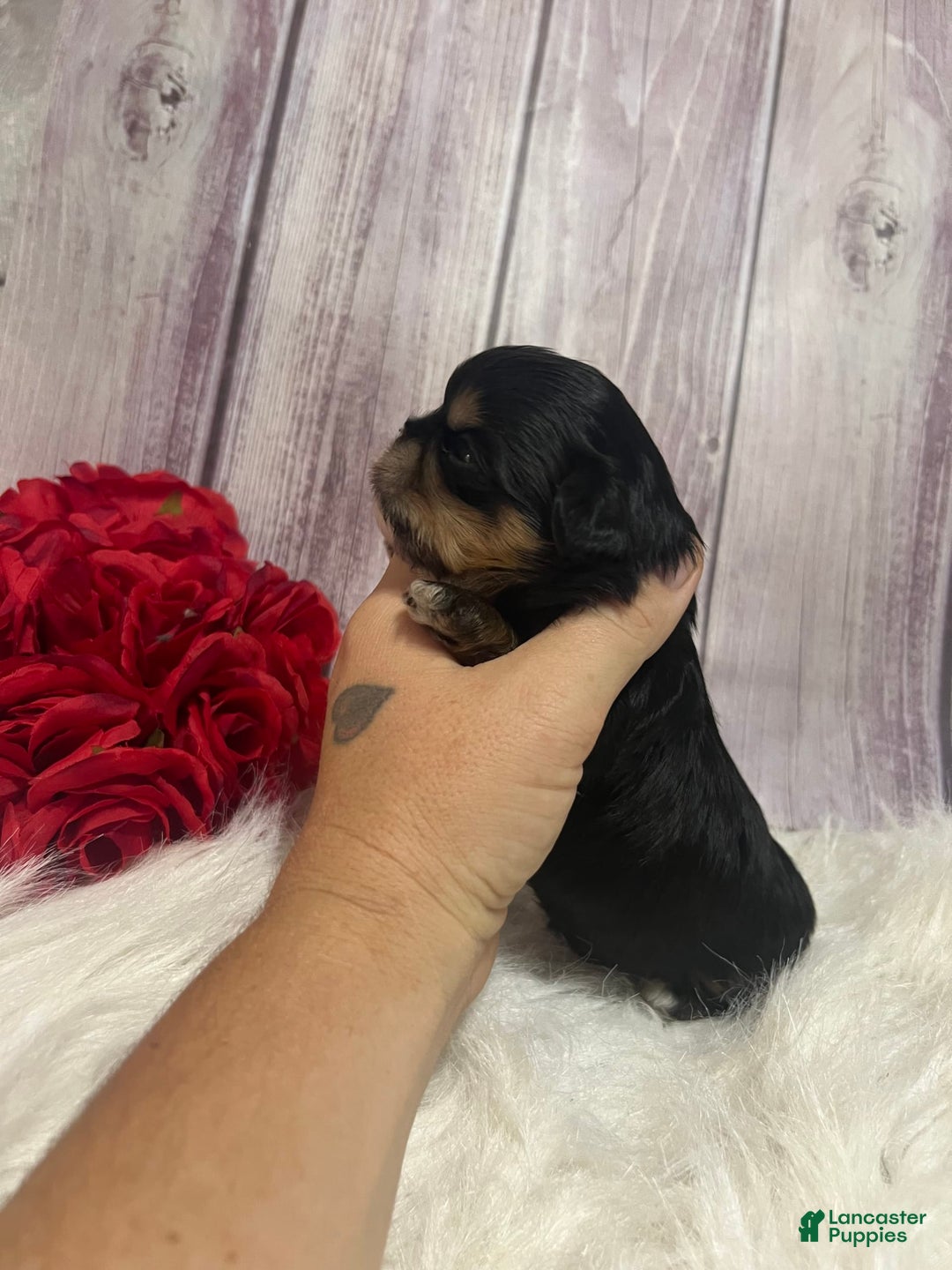 Shih Tzu dogs for sale: Tootles - Image 5
