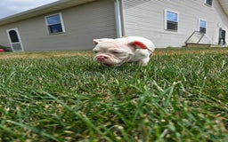 English Bulldog dogs for sale: Peaches - Image 2