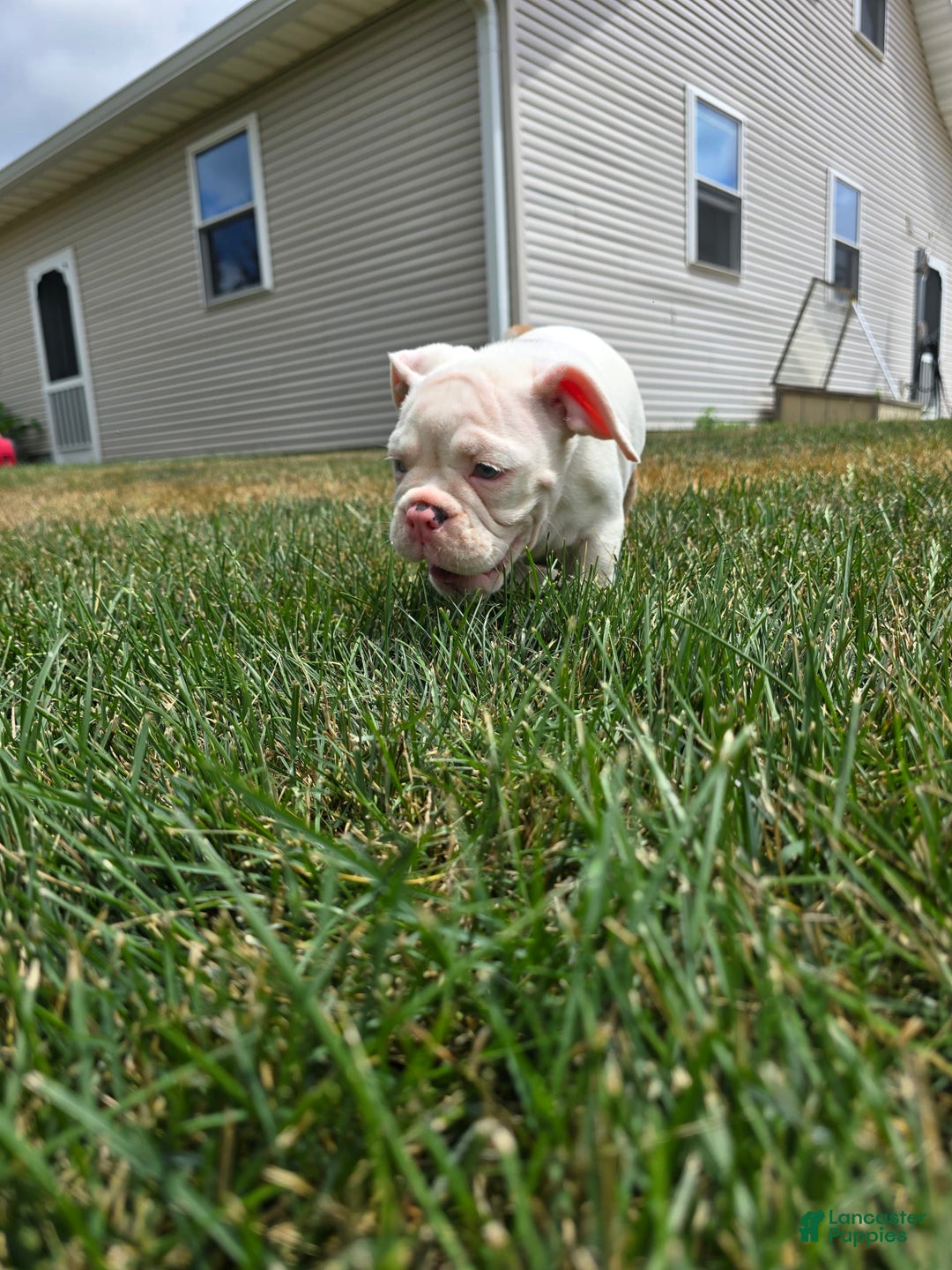 English Bulldog dogs for sale: Peaches - Image 2