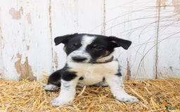 Australian Cattle Dog dogs for sale: Tootsie - Image 3