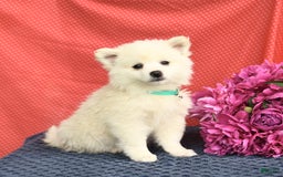 American Eskimo dogs for sale: Muffin - Image 2