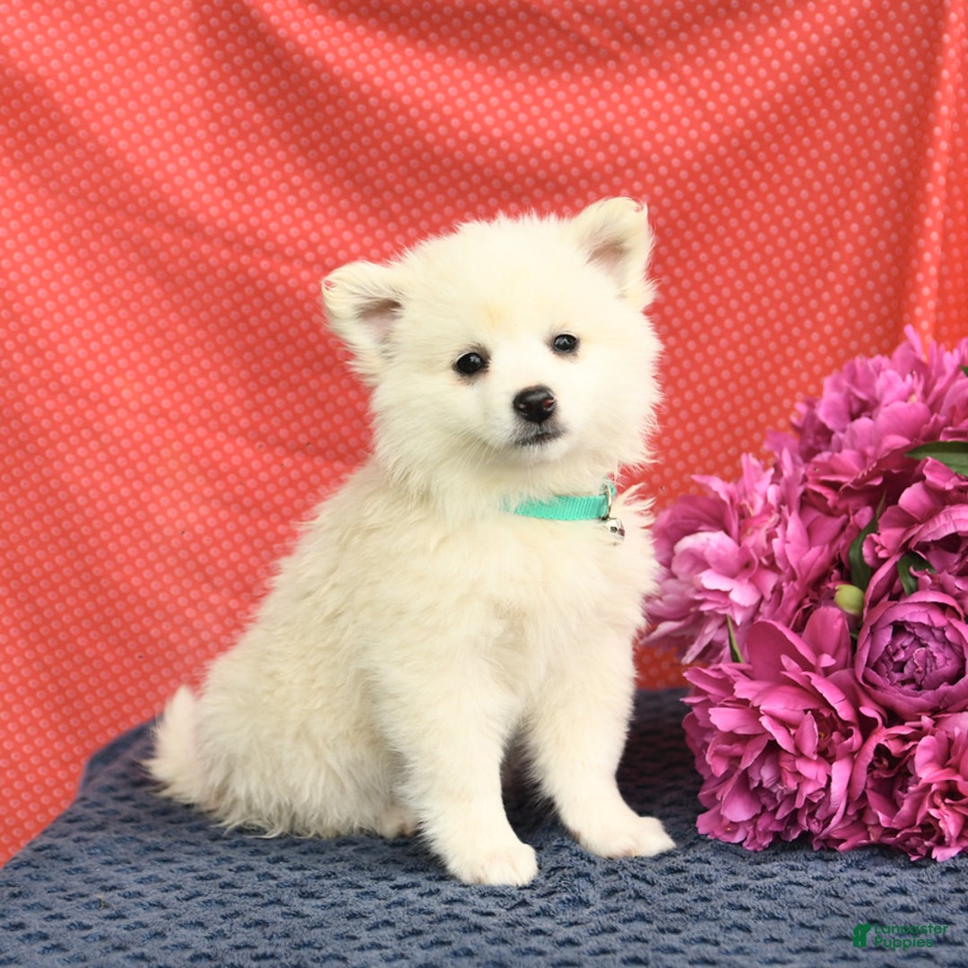American Eskimo dogs for sale: Muffin - Image 2