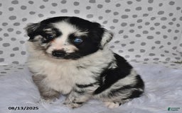 Aussiedoodle dogs for sale: Pepper - Image 1