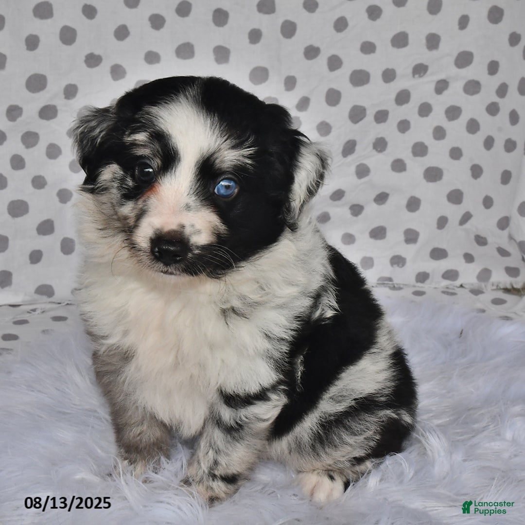 Aussiedoodle dogs for sale: Pepper - Image 1