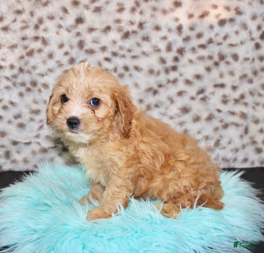 Cavapoo dogs for sale: Cavapoo 7 puppies - Image 9