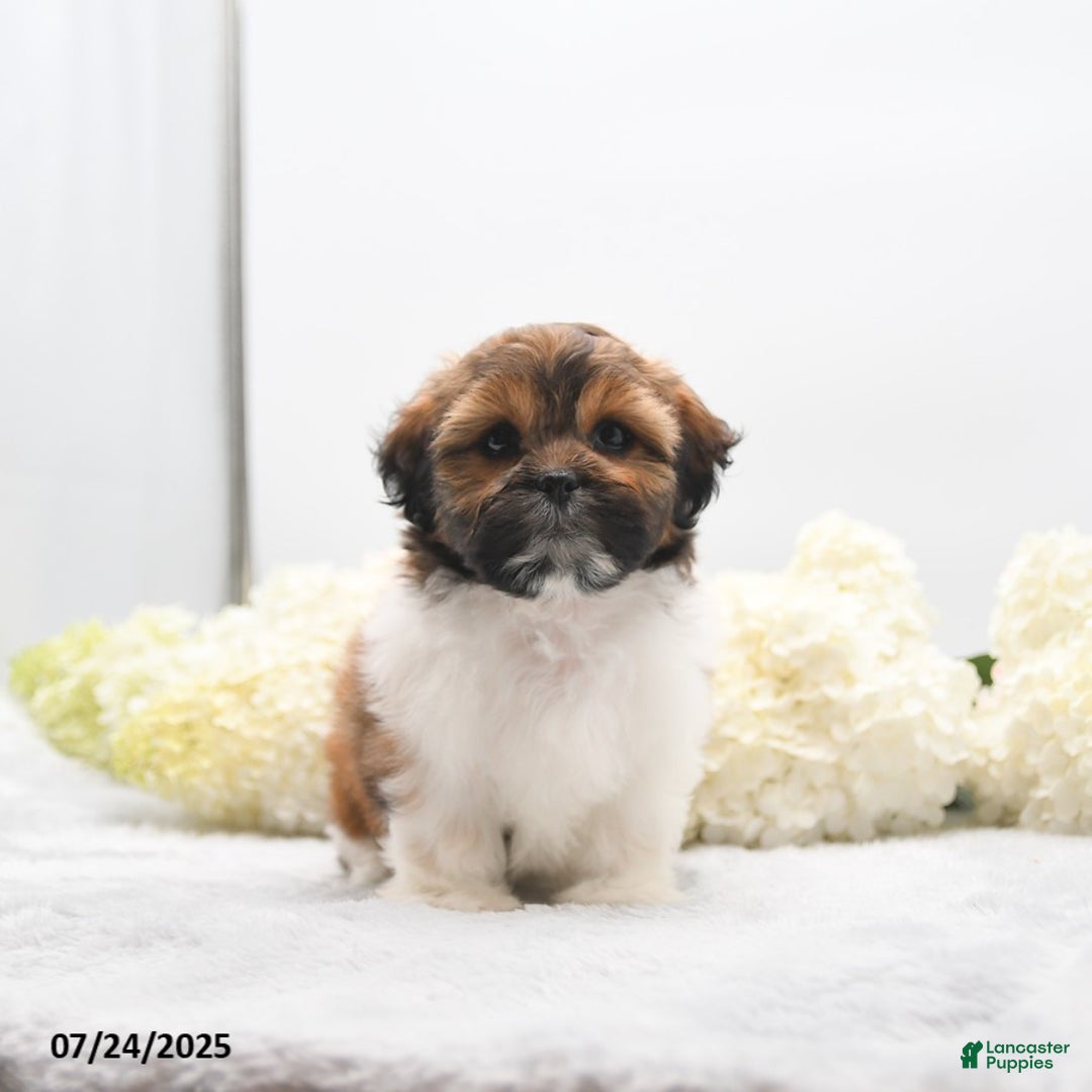 Shih Tzu dogs for sale: Jolene - Image 2