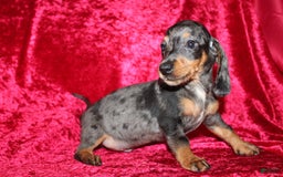 Miniature Dachshund dogs for sale: Teddy Mini - Image 11