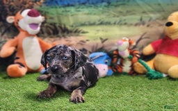 Catahoula Leopard Dog dogs for sale: Houdini 2025 Male 5 - Image 8
