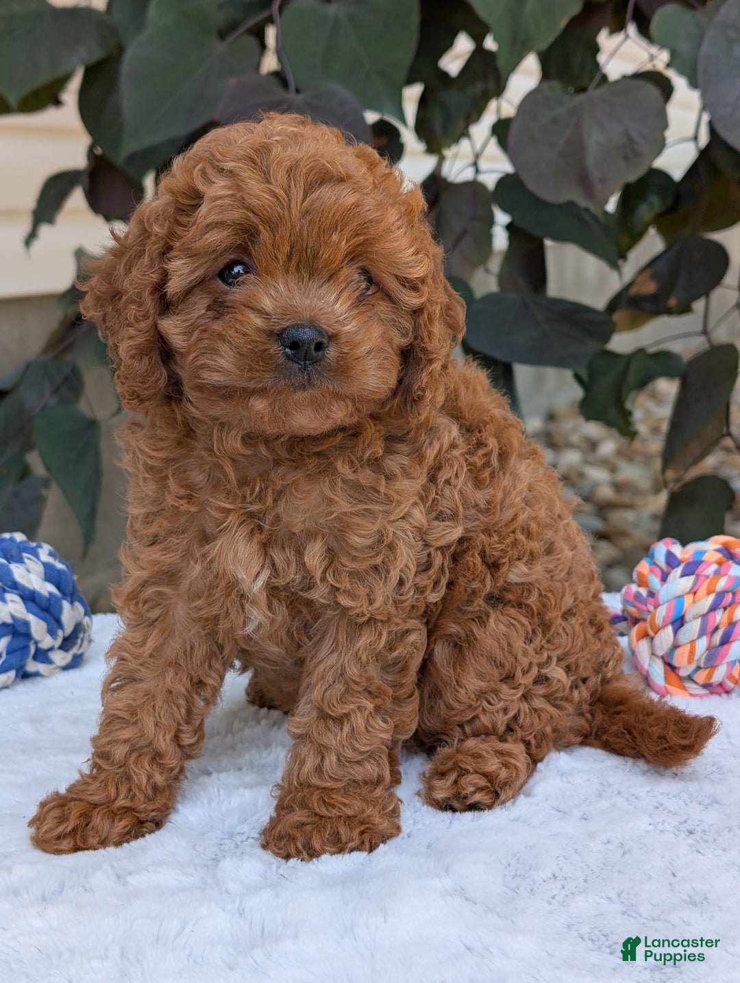 Cavapoo dogs for sale: Ginger - Image 22