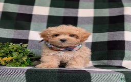 Maltipoo dogs for sale: Eghan Toy Size - Image 8