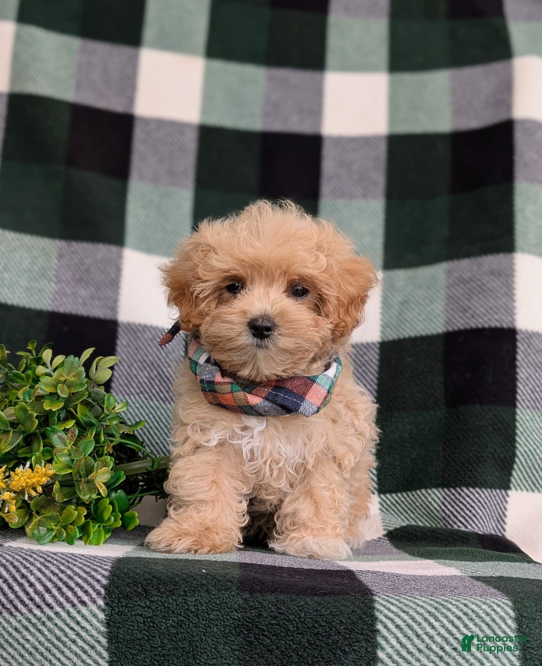 Maltipoo dogs for sale: Eghan Toy Size - Image 8