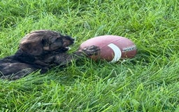 Cockapoo dogs for sale: Bandit - Image 7