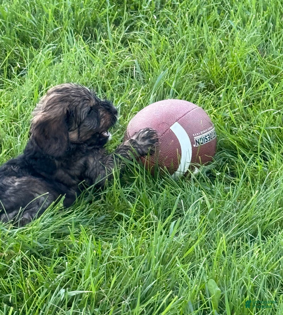 Cockapoo dogs for sale: Bandit - Image 7