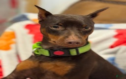 Miniature Pinscher dogs for sale: Violet - Image 8