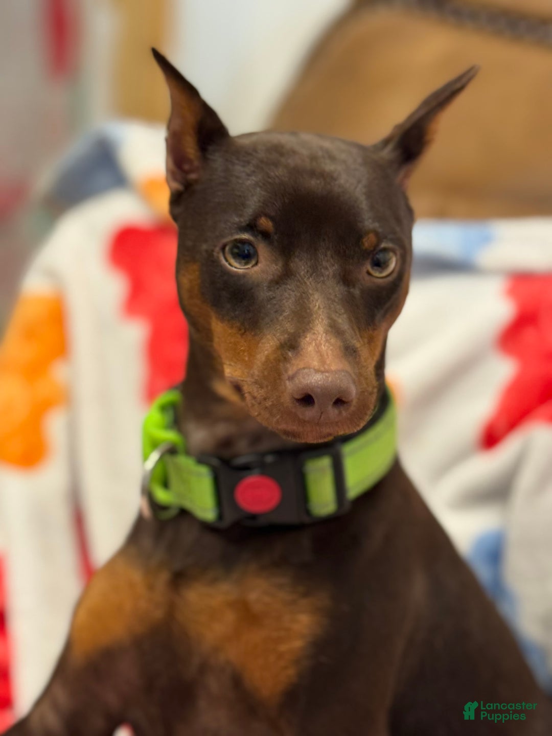 Miniature Pinscher dogs for sale: Violet - Image 8