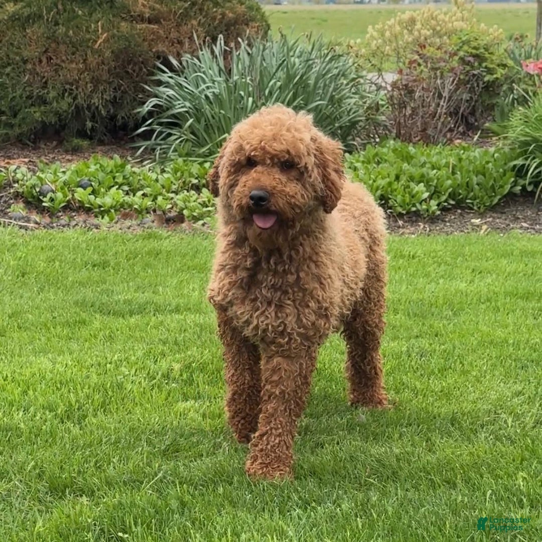 Goldendoodle dogs for sale: Jack - Image 14