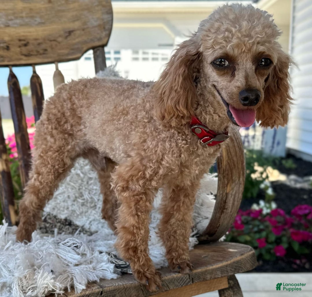Miniature Poodle dogs for sale: Sylvie - Image 5