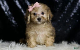 Miniature Poodle dogs for sale: Winnie - Image 2