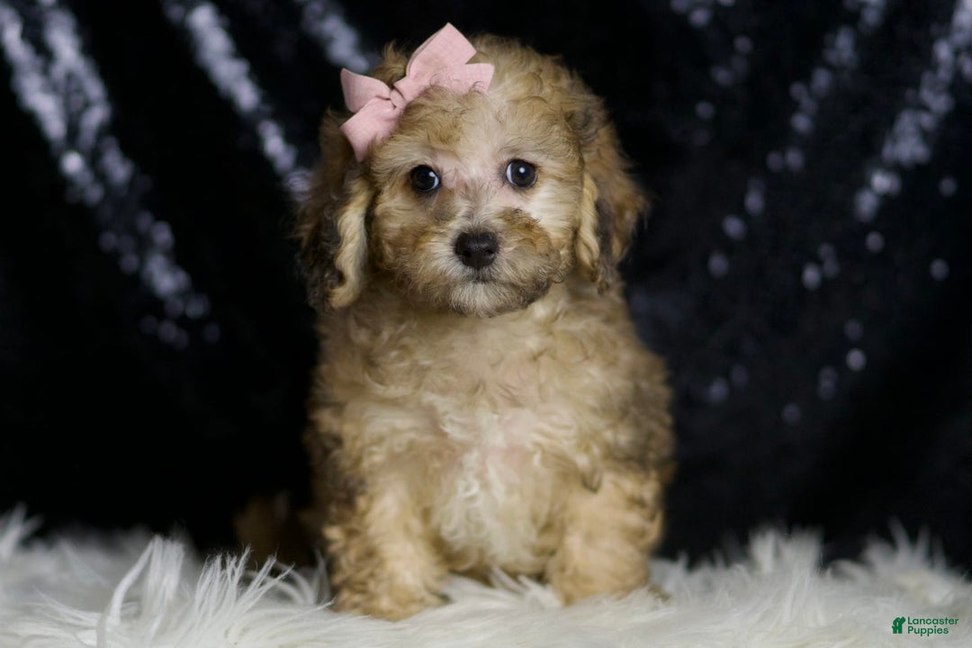 Miniature Poodle dogs for sale: Winnie - Image 2