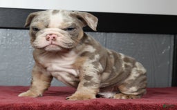 English Bulldog dogs for sale: Zeke - Image 3