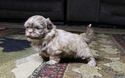 Shih Tzu dogs for sale: Gracie - Image 4