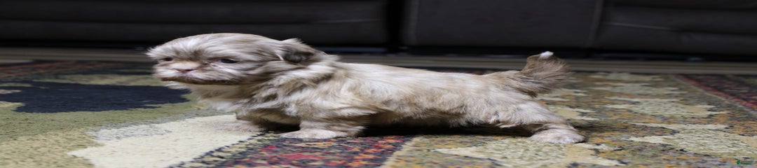 Gracie