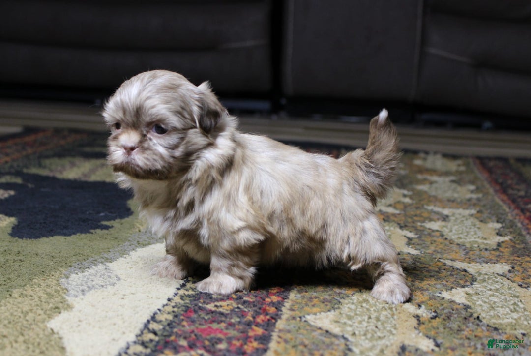 Shih Tzu dogs for sale: Gracie - Image 4