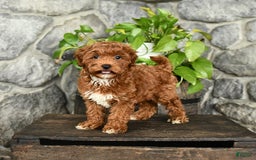 Cockapoo dogs for sale: Star - Image 2