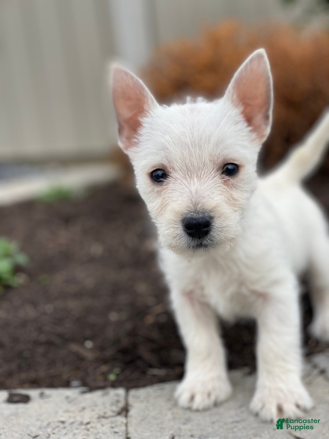 West Highland Terrier dogs for sale: Wrangler - Image 3