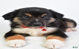 Miniature Australian Shepherd dogs for sale: Snickers - Image 5