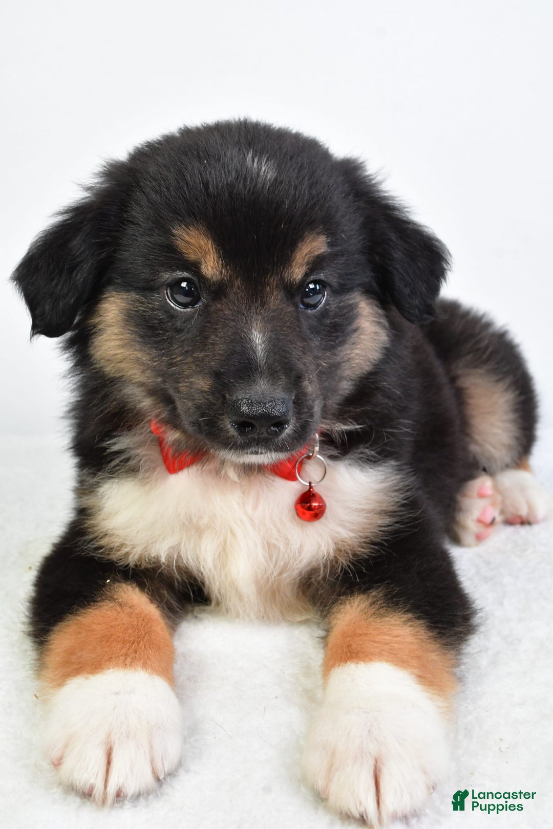Miniature Australian Shepherd dogs for sale: Snickers - Image 5