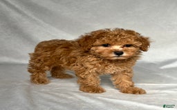 Miniature Poodle dogs for sale: Oscar - Image 4