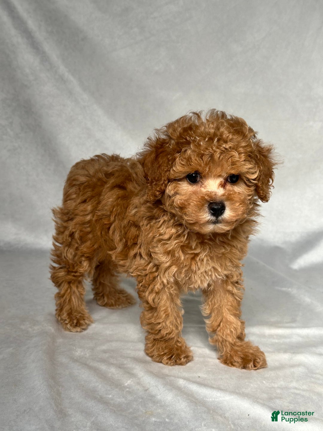 Miniature Poodle dogs for sale: Oscar - Image 4